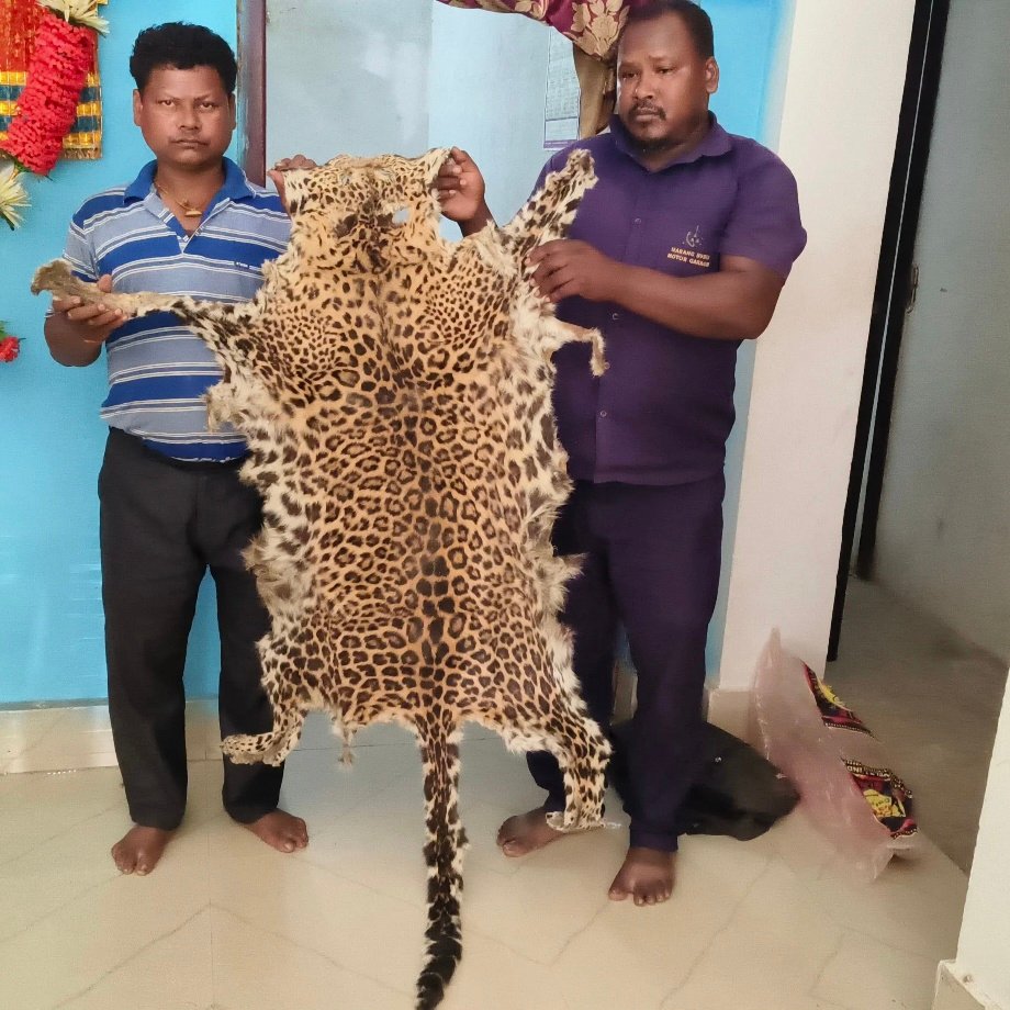 वन विभाग ने बरामद किए तेंदुए की खाल वन विभाग ने बरामद किए तेंदुए की खाल