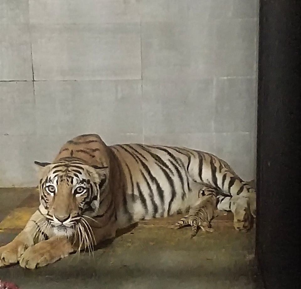 जमशेदपुर: टाटा स्टील जूलॉजिकल पार्क में बाघिन ‘मेघना’ ने दो शावकों को दिया जन्म, जू में खुशी की लहर 1 07559990 1d5e 415c abea fa6576c7c5a8