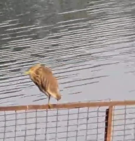 चांडिल डैम