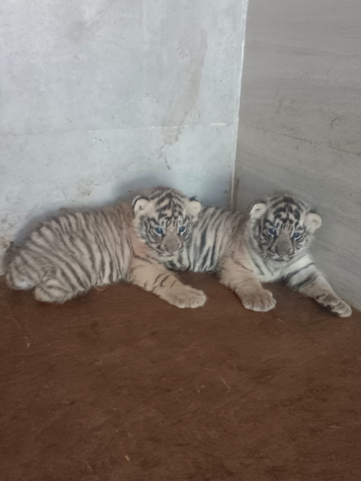 जमशेदपुर: टाटा स्टील जूलॉजिकल पार्क में बाघिन ‘मेघना’ ने दो शावकों को दिया जन्म, जू में खुशी की लहर 2 96ae3387 37e3 40dc 93b8 5bccaa7a57b2