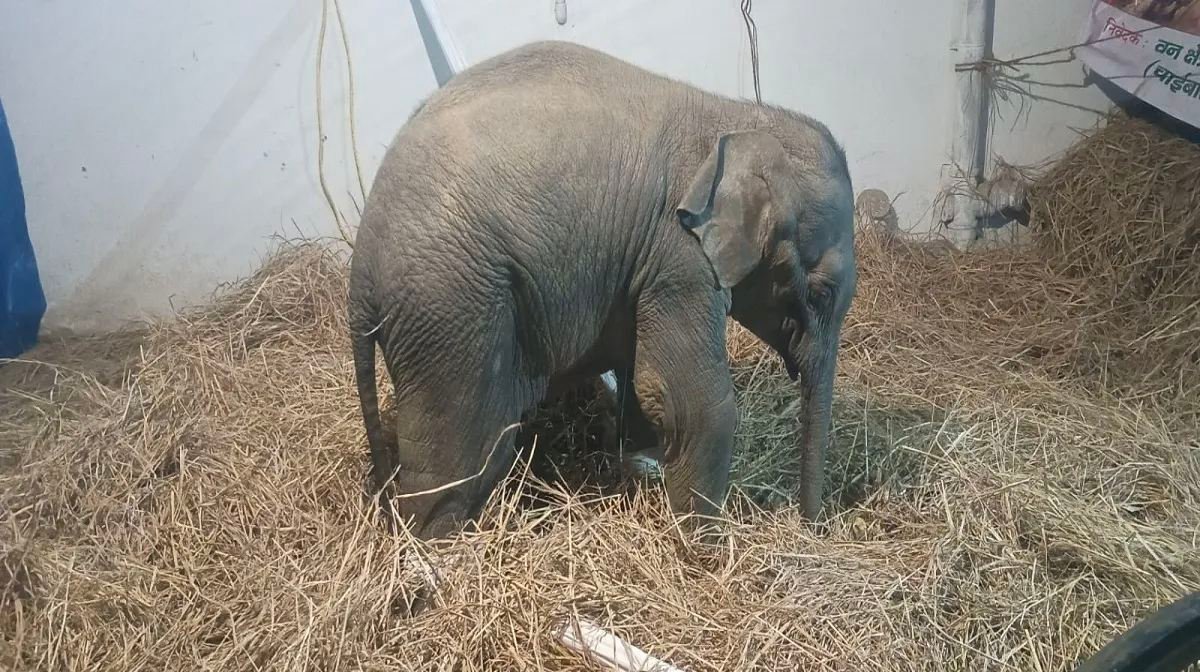 शिशु हाथी