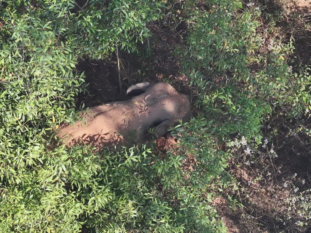 chaibasa dantaal haathi atank news, दंतैल हाथी