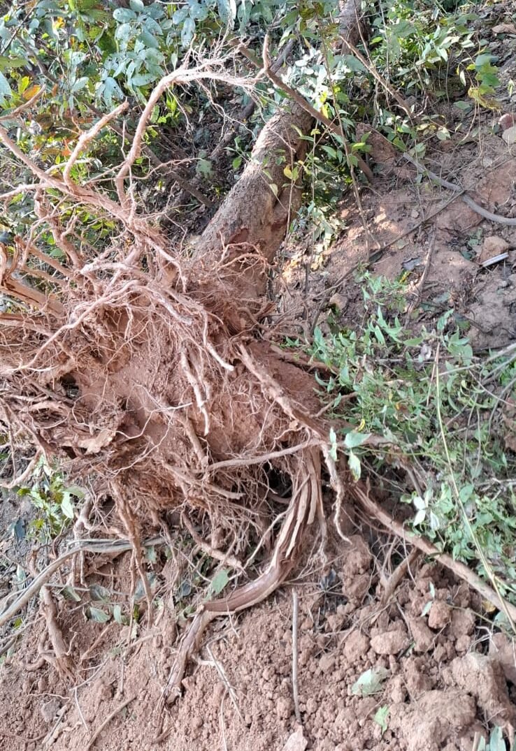 DMFT : बिना अनुमति काट और उखाड़ दिए गए कई पेड़