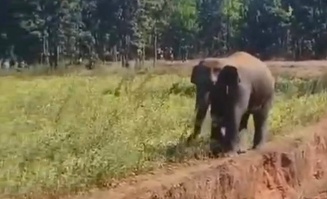 चाईबासा में हाथी का तांडव: 9 दिनों में 21वीं जान, मासूम को दांत में फंसाकर पटक रहा गजराज 1 हाथी