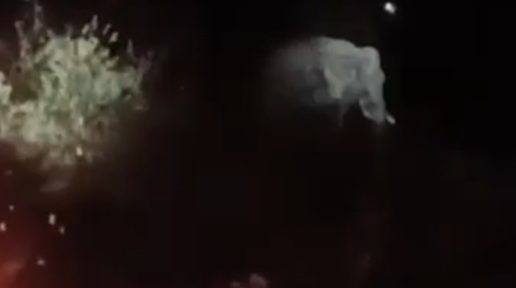 west-singhbhum-elephant-terror-majgaon-alert-jharkhand-odisha/हाथी