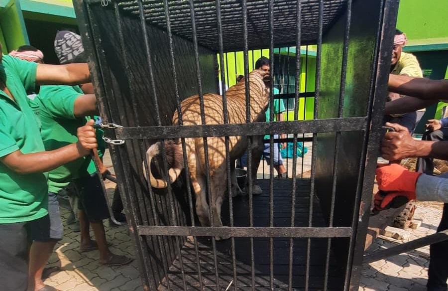 African Lions Arrival Tata Zoo