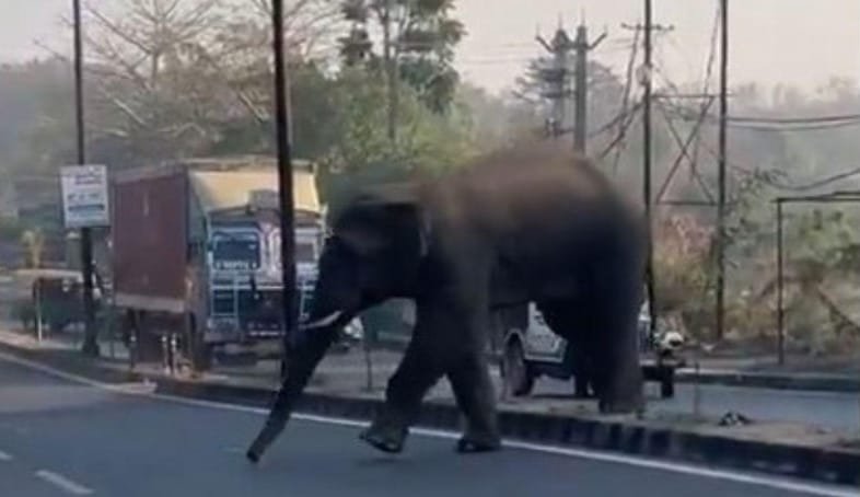 रांची में जंगली हाथी