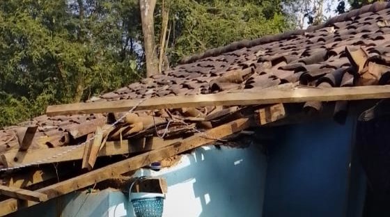 हाथी का तांडव