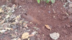 बरामद आईईडी