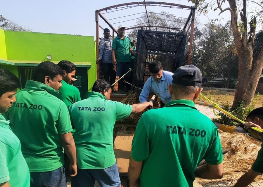 African Lions Arrival Tata Zoo