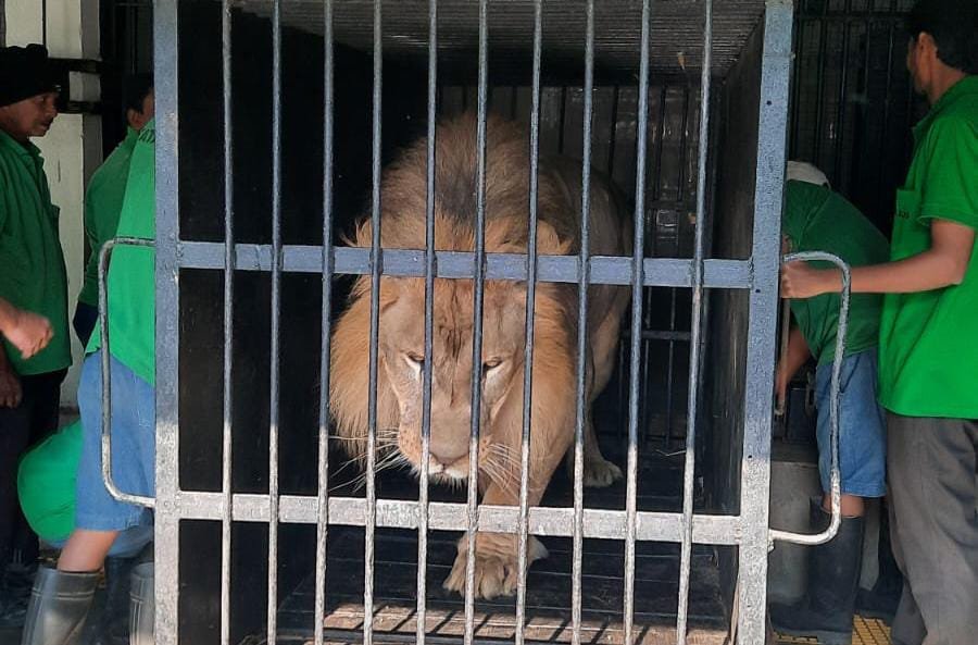 African Lions Arrival Tata Zoo