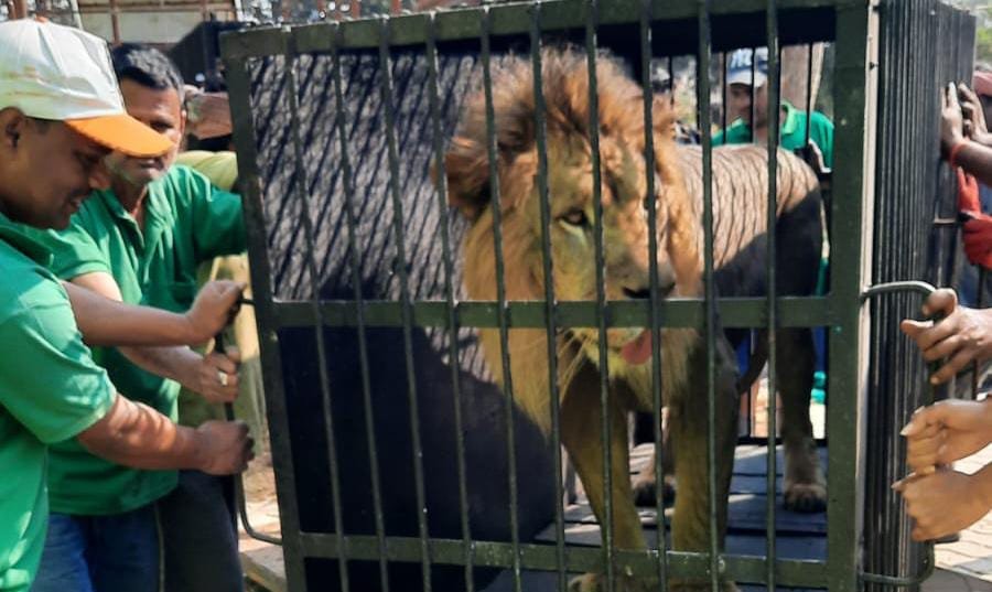 African Lions Arrival Tata Zoo