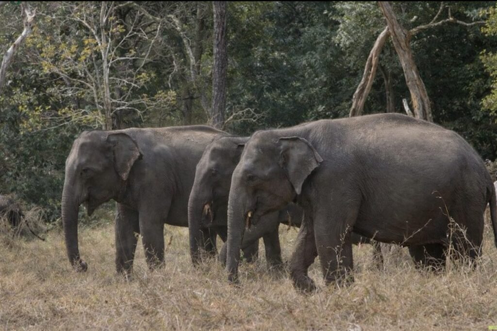 चाईबासा जंगली हाथी हमला