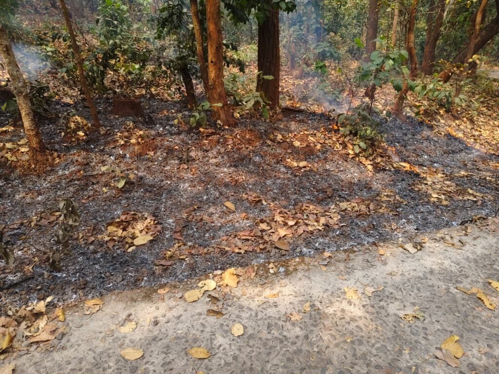 जंगलों में फिर भड़की आग