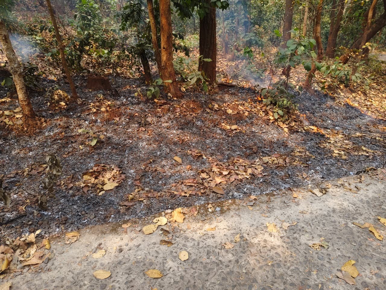 जंगलों में फिर भड़की आग