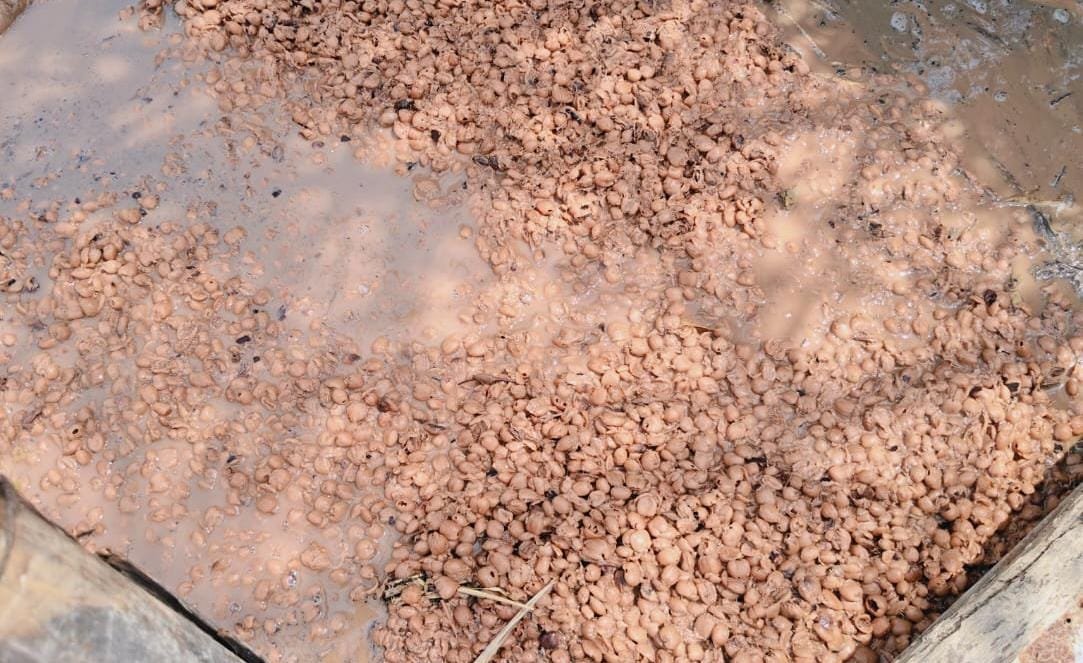 चाईबासा अवैध महुआ शराब भट्टी