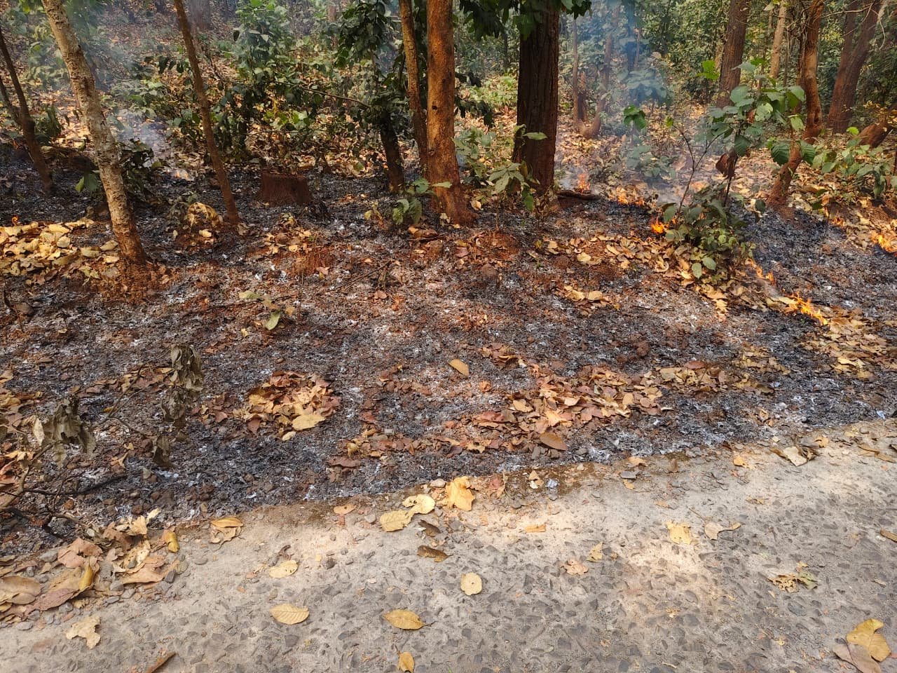 जंगलों में फिर भड़की आग