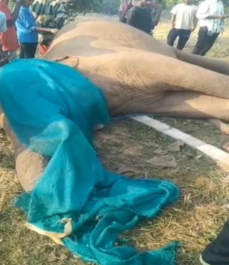 दंतैल हाथी