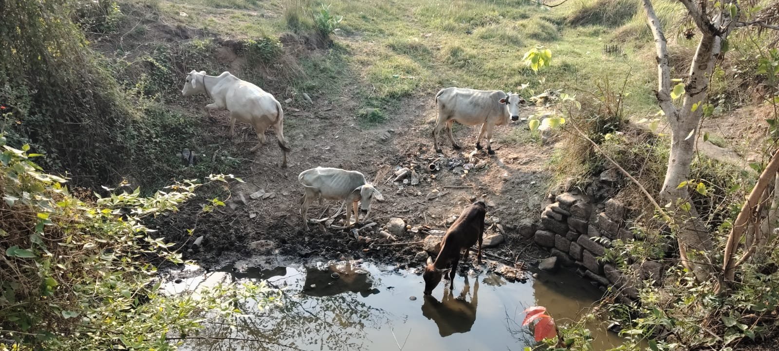 चाईबासा में भीषण गर्मी के कारण सूखे तालाब में पानी पीते मवेशी