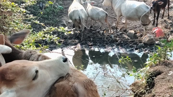 चाईबासा में भीषण गर्मी के कारण सूखे तालाब में पानी पीते मवेशी