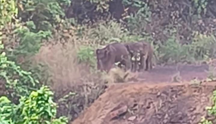 गुवा नुईया गांव हाथी