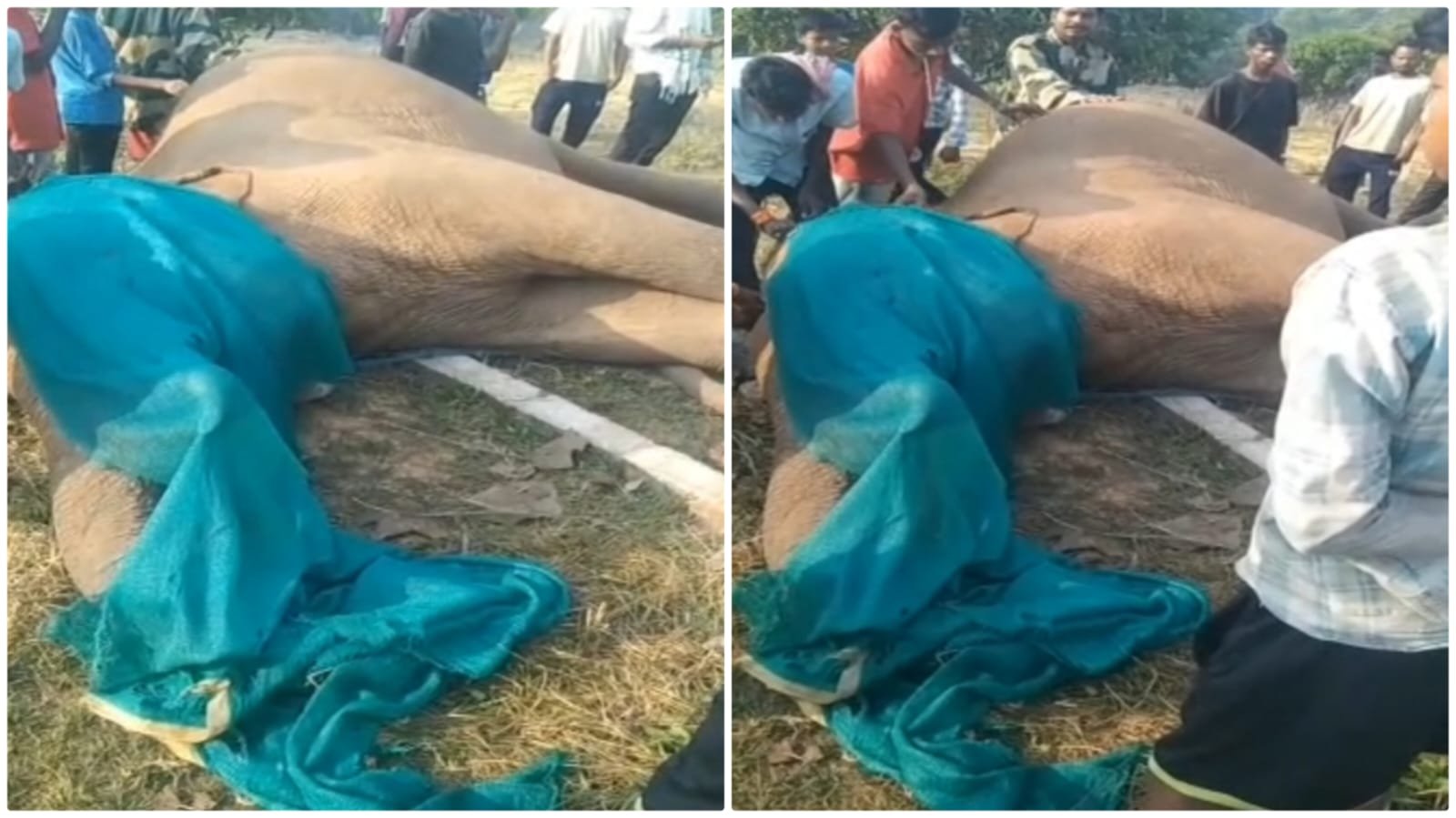 दंतैल हाथी