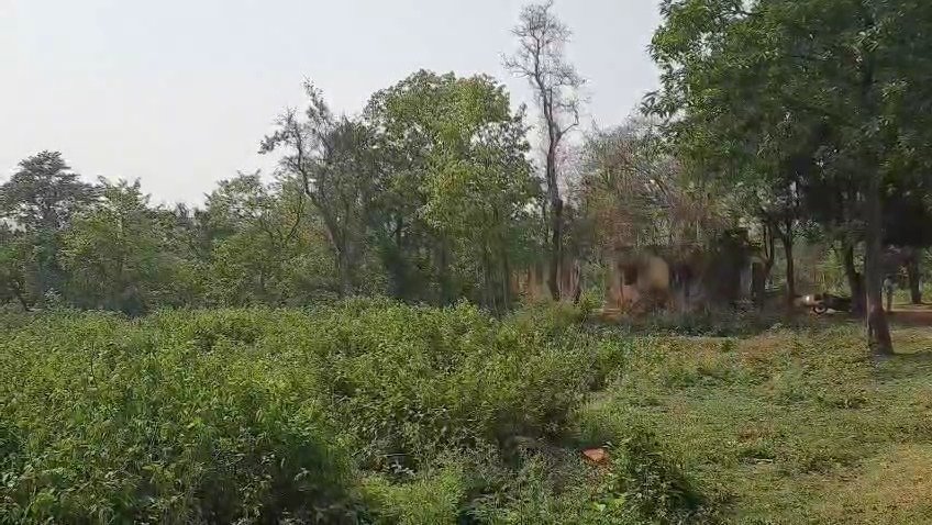 सेंदरा पर्व