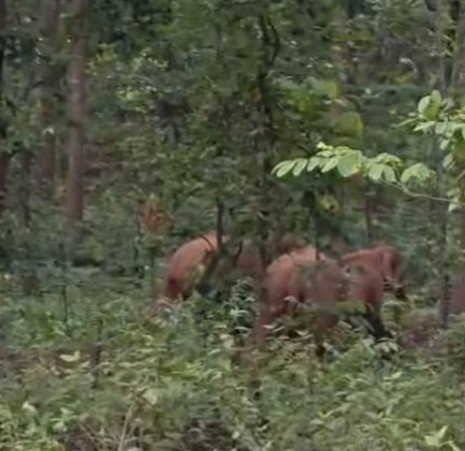 बड़ाजामदा के जंगलों में जंगली हाथियों का डेरा