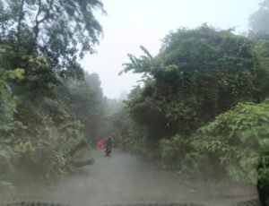किरीबुरू-बड़ाजामदा मुख्य मार्ग पर सड़क पर पड़ा पेड़