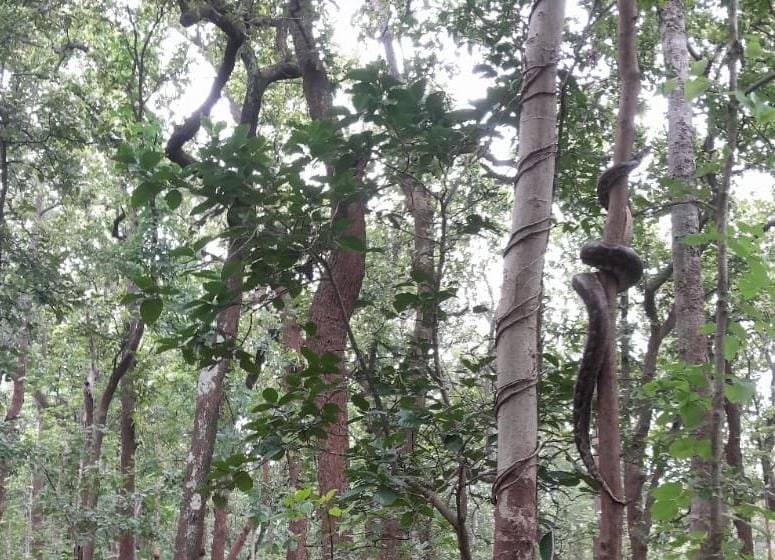 गुवा रेलवे स्टेशन के पैनल रूम में घुसा विशाल अजगर