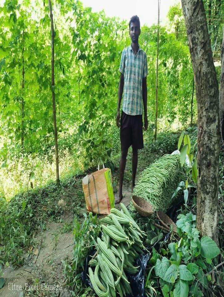 * चक्रधरपुर की महिला किसान बलेमा सामड प्राकृतिक खेती से सब्जियों की फसल उगाते हुए